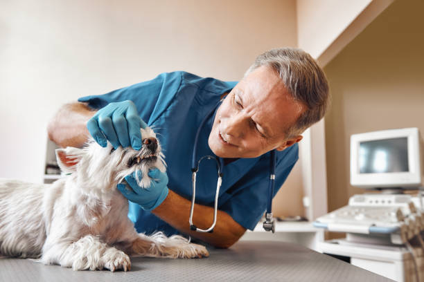Best Emergency Denture Repair in Canton, MS